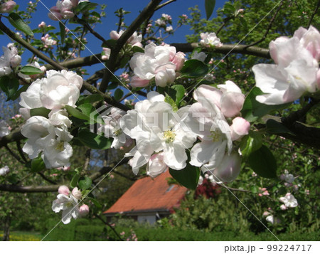 りんごの花 Apple blossom Apfelblüte りんごの花 Apple blossom Apfelblüte 99224717