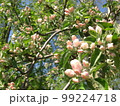 りんごのつぼみ　Apfelknospen　Apple buds 99224718
