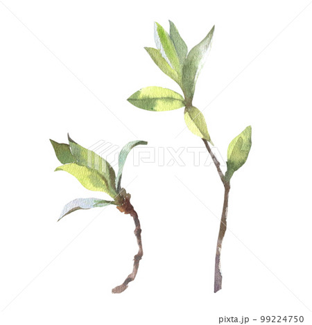 Watercolor spring branches with buds and leaves. Painted by hand. Watercolor spring branches with buds and leaves. Painted by hand. 99224750