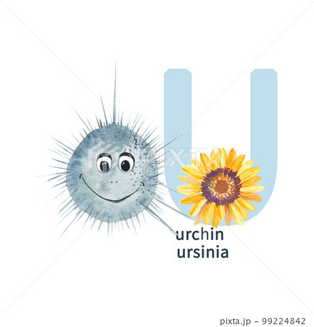 Letter U, urchin, ursinia. Cute kids animal and flower ABC alphabet. Watercolor illustration isolated on white background. Can be used for alphabet or cards for kids learning English vocabulary and 99224842