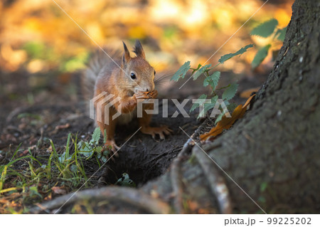 Little squirrel eating nuts in the roots of big tree Little squirrel eating nuts in the roots of big tree 99225202