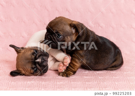 Close up portrait of two little french bulldog puppies palying together at home Close up portrait of two little french bulldog puppies palying together at home 99225203