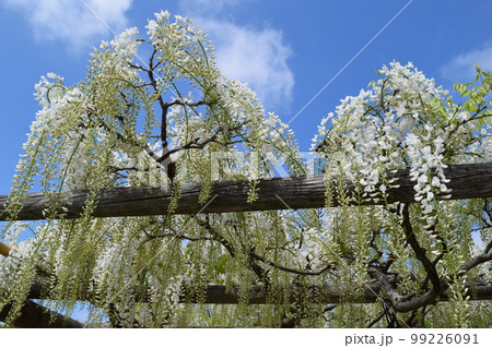 白いフジの花 99226091