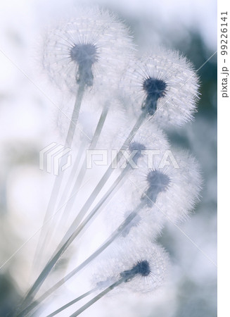 Dandelion against a beautiful blue sky Dandelion against a beautiful blue sky 99226141