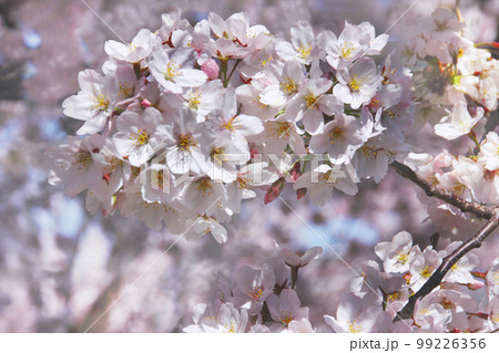 桜は満開で風に揺れお花見する人は賑やかに、やがて花吹雪となり雨のように私達にまとわりつく 99226356