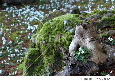 群生するバイカオウレン　早春　（高知県　佐川町　牧野公園 ） 99226421