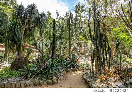 Beautiful view of the flora in the Botanical Garden, Jardim Botanico of Rio de Janeiro, Brazil Beautiful view of the flora in the Botanical Garden, Jardim Botanico of Rio de Janeiro, Brazil 99226424