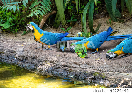The Blue-and-yellow Macaw in Parque das aves Foz do Iguacu Brazil. Ara ararauna is a large South American parrot 99226449