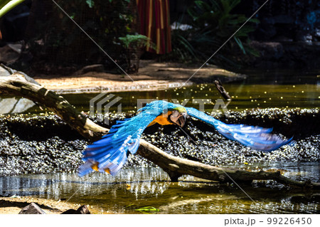 The Blue-and-yellow Macaw in Parque das aves Foz do Iguacu Brazil. Ara ararauna is a large South American parrot 99226450