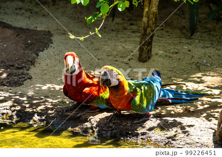 Red and green macaw or green winged macaw in Parque das aves Foz do Iguacu Brazil Parana state 99226451