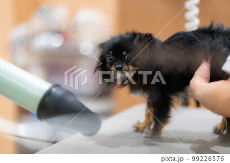 【ペット素材】トリミングされるチワワ【動物素材】 99226576