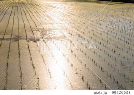 初夏の田園風景(夕暮れ) 初夏の田園風景(夕暮れ) 99226633