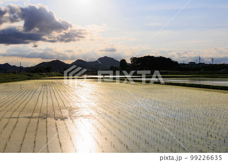 初夏の田園風景（夕暮れ） 99226635