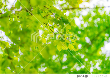 【新緑素材】初夏のブナ林【長野県】 99226698