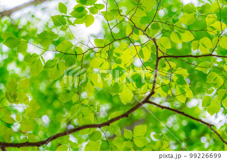 【新緑素材】初夏のブナ林【長野県】 99226699