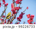 梅の花とメジロ 99226733