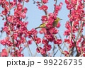 梅の花とメジロ 99226735