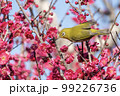 梅の花とメジロ 99226736