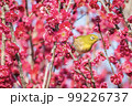 梅の花とメジロ 99226737