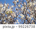 梅の花とメジロ 99226738