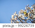 梅の花とメジロ 99226739