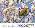 梅の花とメジロ 99226777