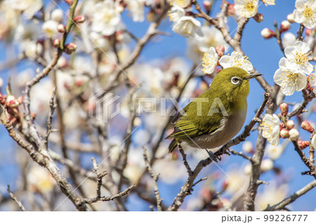 梅の花とメジロ 99226777