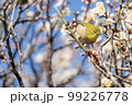 梅の花とメジロ 99226778