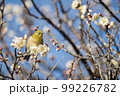 梅の花とメジロ 99226782