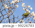 梅の花とメジロ 99226783