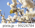 梅の花とメジロ 99226784