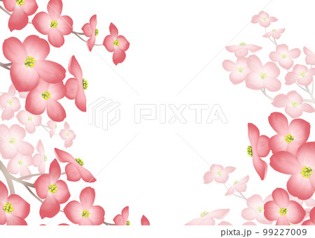 満開のハナミズキの背景　 99227009