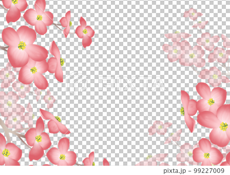 満開のハナミズキの背景　 99227009