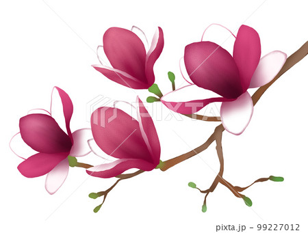 モクレンの花のイラストのイラスト素材 [99227012] - PIXTA