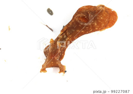 アメフラシ アメフラシ 99227087