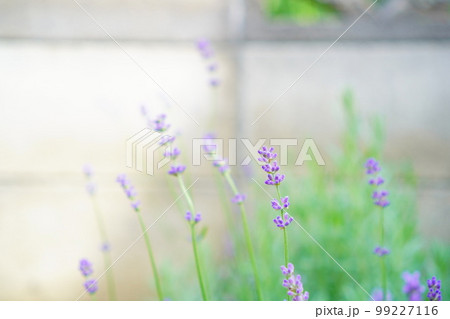 庭に咲くラベンダーの花 99227116