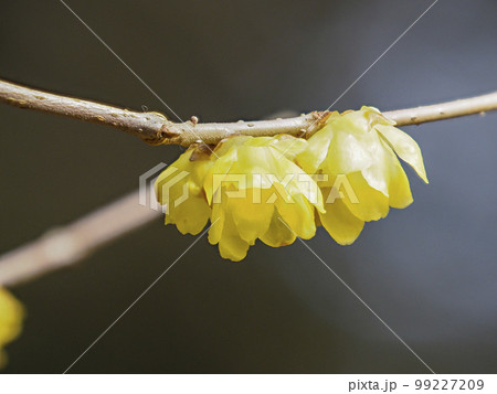 奈良公園に咲く蝋梅 99227209