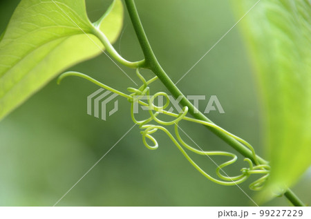 巻きひげが創る自然の芸術（ト音記号のような形をした緑のブローチが可愛いサツマサンキライの巻きひげ） 99227229