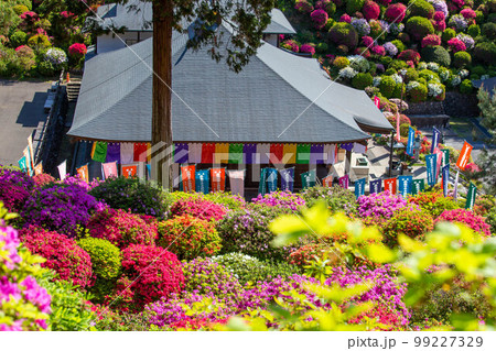 東京青梅の春 ツツジの名所 塩船観音寺 護摩堂 東京青梅の春 ツツジの名所 塩船観音寺 護摩堂 99227329
