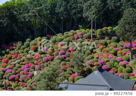 東京青梅の春　ツツジの名所　塩船観音寺 99227656