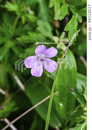 ハクサンフウロ 99228017