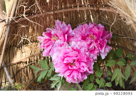 名古屋市徳川園の寒牡丹 名古屋市徳川園の寒牡丹 99228093