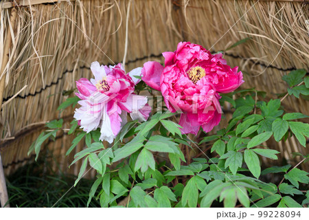 名古屋市徳川園の寒牡丹 99228094