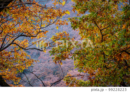 山と紅葉　晩秋の奥日光　鬼怒川　龍王峡 99228223