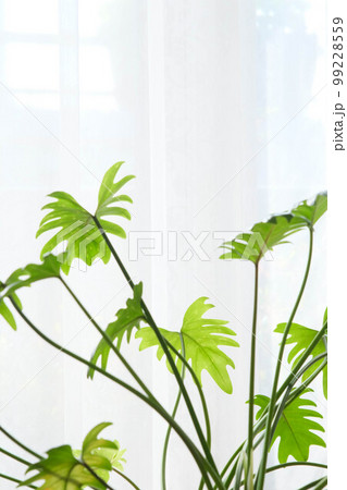 明るいリビングでくつろぐ時。窓際の観葉植物と明るい日差しが癒される 99228559