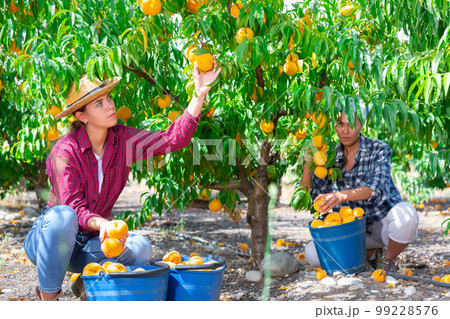 Focused female owner of orchard gathering harvest of ripe peaches on day 99228576