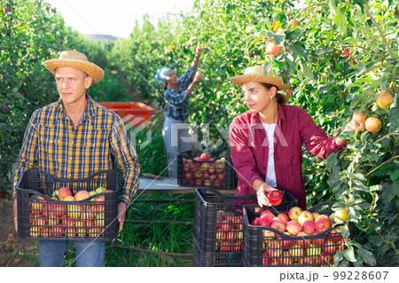Woman collects the harvest of apples in boxes. Man carries boxes of apples Woman collects the harvest of apples in boxes. Man carries boxes of apples 99228607
