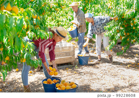 Young female owner of orchard gathering harvest of peaches 99228608