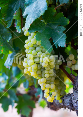 White grapes hanging on vine in vineyard White grapes hanging on vine in vineyard 99228644