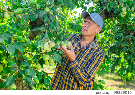 Focused male gardener picking pears at orchard Focused male gardener picking pears at orchard 99229010